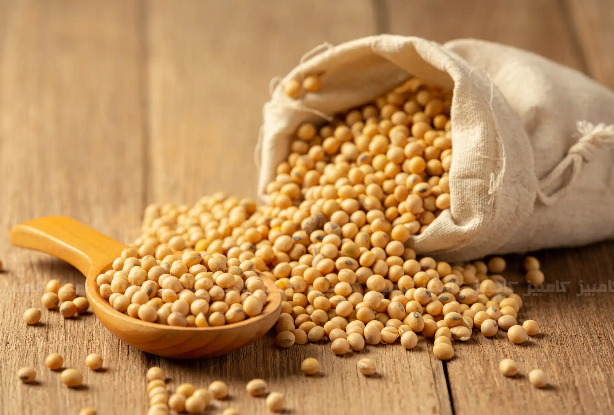 میزان پروتئین سویا